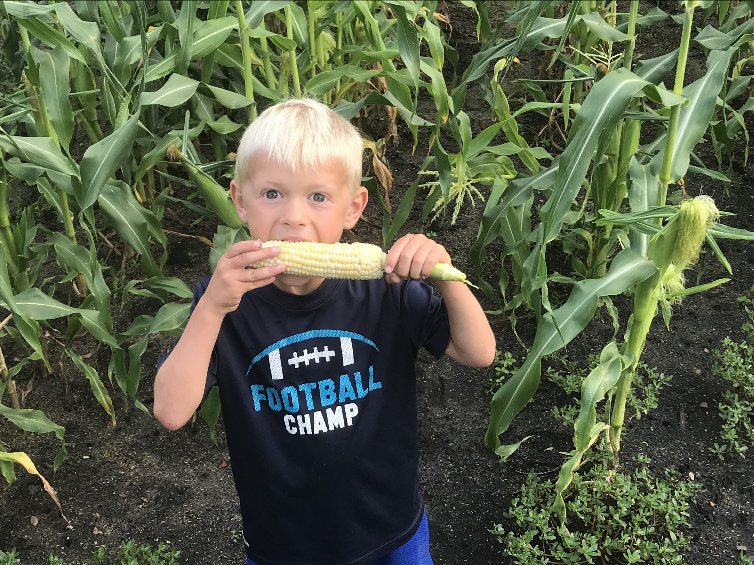 grandson eating fresh corn - image