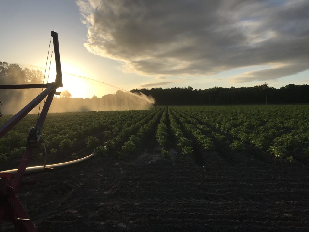 farm at sunset - image