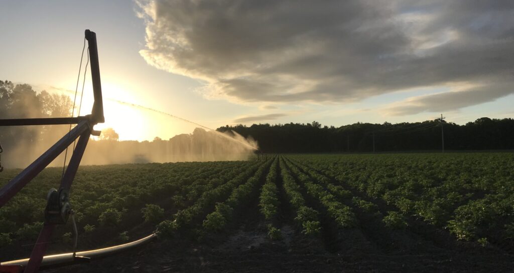 farming at sunset - image