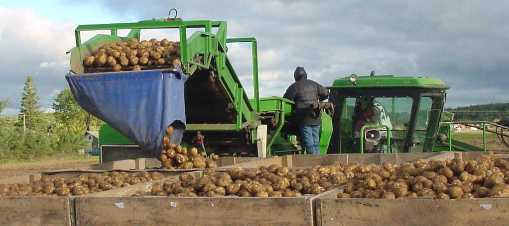 MSU Potato Farming - image